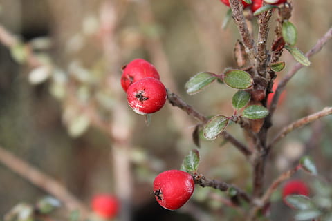 cotoneaster, baies, hivern, plantes, arbust, fullatge, naturalesa, vermell, fruita, arbre, cap gent, primer pla, dia, alimentació saludable, menjar i beguda, menjar, planta, creixement, fruites de baies, frescor, centrar-se en primer pla, benestar, cadell rosa, a l'aire lliure, branca, madur, rowanberry, 2K, CC0, domini públic, lliure de regalies