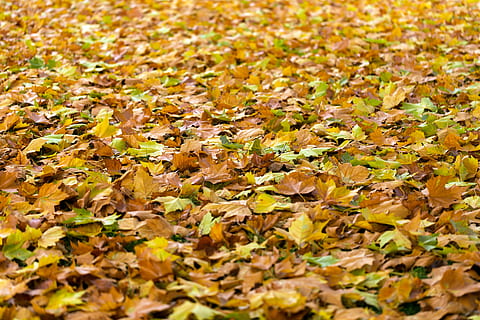 droog, bladeren, grond, herfst, vallen, achtergrond, herfstbladeren, herfstbladeren achtergrond, natuur, seizoen, oranje, rood, geel, blad, kleur, kleurrijk, gebladerte, seizoensgebonden, bruin, structuur, verandering, geen mensen, buitenshuis, dag, grote groep dieren, deel van de plant, veld-, volledig kader, achtergronden, land-, overvloed, vallend, kwetsbaarheid, breekbaarheid, schoonheid in de natuur, esdoorn blad, natuurlijke toestand, herfstcollectie, 5K, CC0, publiek domein, royaltyvrij