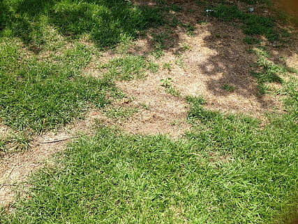 Gras, Rasen, Patch, Pflanze, Land, Feld, High Angle View, grüne Farbe, Natur, Tag, Wachstum, keine Leute, draußen, Sonnenlicht, Ruhe, Schönheit in der Natur, Landschaft, Vollbild, einfach, Umgebung, ruhige Szene, Fußweg, Fokus auf Schatten, Weg, 2K, CC0, gemeinfrei, lizenzfrei