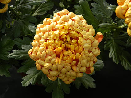 chrysanthème, unique, Floraison, fleur, pétale, plante, Couleur, la photographie, vibrant, or, jaune, fraîcheur, croissance, fermer, plante à fleurs, beauté dans la nature, feuille, partie de la plante, vulnérabilité, personne, la nature, fragilité, tête de fleur, inflorescence, couleur verte, journée, en plein air, fond noir, 4K, CC0, domaine public, libre de droits