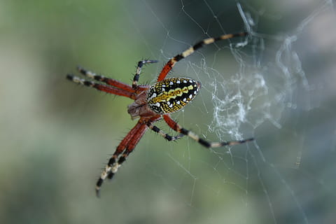 spider, black, yellow, selective, focus photo, barn spider, web, cobweb, bug, creature, animal themes, animal, animal wildlife, animals in the wild, spider web, close-up, invertebrate, arachnid, one animal, arthropod, focus on foreground, fragility, insect, animal body part, day, nature, animal leg, survival, outdoors, no people, 5K, CC0, public domain, royalty free