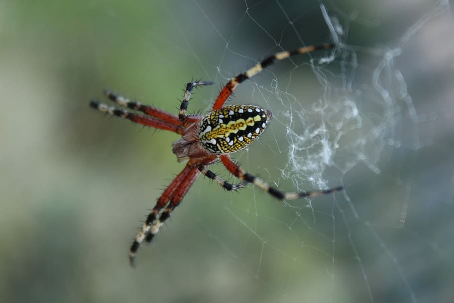 pavouk, Černá, žlutá, selektivní, zaměření fotografie, pavouk stodoly, web, pavučina, Chyba, stvoření, zvířat, zvíře, zvířata ve volné přírodě, pavoučí síť, detail, bezobratlý, pavoukovec, jednoho zvířete, členovců, zaměřit se na popředí, křehkost, hmyz, část těla zvířete, den, Příroda, zvířecí noha, přežití, venku, nikdo, 5K