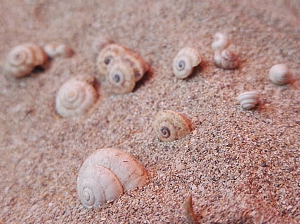 sand, strand, skal, Exoskeleton, costa, hav, riva, natur, Tropicale, sommer, sandet, tæt på, ingen mennesker, dyr, selektiv fokusering, dyreliv, dyre temaer, dag, dyr i naturen, jord, fuld ramme, hvirvelløse, gruppe af dyr, udendørs, mønster, skønhed i naturen, mad og drikke, marine, 4K, CC0, offentligt domæne, royaltyfrie
