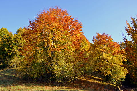 Ausflug, Bäume, Herbst, Weg, Berg, der europäische weg, e5, lessinia, Italien, Pflanze, Baum, Veränderung, Schönheit in der Natur, Natur, Ruhe, orange Farbe, Pflanzenteil, Blatt, Land, ruhige Szene, Wachstum, keine Leute, Himmel, Wald, Szenen - Natur, Tag, Landschaft, Umgebung, draußen, Nadelbaum, Kiefernwald, Kiefer, 5K, CC0, gemeinfrei, lizenzfrei