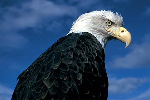 skaldet, ørn, lav, vinkelfotografering, perched, raptor, fugl, natur, vild, portræt, amerikansk, symbol, fjer, dom, himmel, majestætisk, rovdyr, Hvidhovedet havørn, ørn - fugl, dyreliv, rovfugl, USA, dyr, kødædende, næb, dyr i naturen, dyre temaer, hvirveldyr, et dyr, dyr kropsdel, ingen mennesker, tæt på, dyr hoved, udendørs, profilvisning, dyr øje, 1080P, CC0, offentligt domæne, royaltyfrie