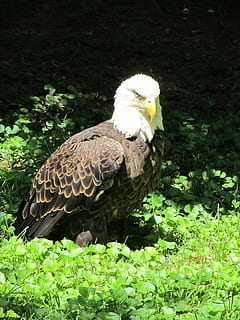 àguila calba, mirant, ocell, vida salvatge, retrat, cap, bec, depredador, raptor, símbol, plomes, sòl, de peu, animal, fauna animal, animals a la natura, temes d'animals, un animal, vertebrats, rapinyaire, àguila, planta, dia, naturalesa, cap gent, color verd, posat, terra, àguila - ocell, a l'aire lliure, herba, 1080P, CC0, domini públic, lliure de regalies