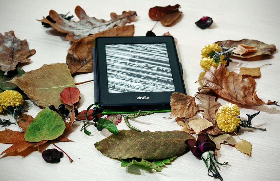 negre, encendre, lector de llibres electrònics, al costat, assortit, lot de fulla, pebre blanc, lectura, tecnologia, digital, electrònica, llibre, llibre electrònic, tauleta, educació, e-reader, literatura, biblioteca, Internet, pantalla, dispositiu, pàgina, tocar, tardor, fulles, decoració, atmosfera, a l'interior, comunicació, tecnologia sense fils, ordinador, part de la planta, connexió, full, cap gent, naturalesa, taula, flor, rosa, natura morta, tir de l'estudi, pantalla del dispositiu, bellesa a la natura, flor de roses, planta amb flors, 4K