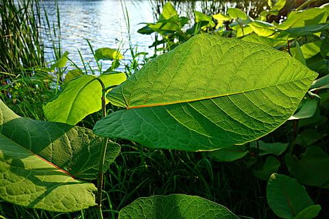 leaf, foliage, vein, backlight, structure, pattern, light, nature, summer, green Color, plant, outdoors, plant part, water, beauty in nature, growth, day, close-up, tranquility, no people, tree, sunlight, leaf vein, focus on foreground, lake, freshness, leaves, 4K, CC0, public domain, royalty free