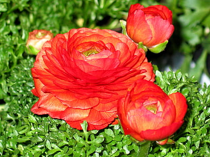 ranúnculo, flor, primavera, las flores, naturaleza, brillante, flor de ranunculus, pétalos, naturaleza muerta, Pascua de Resurrección, naranja, verde, floración, jardín, planta, flora, filigrana, despertar, rojo, pétalo, belleza en la naturaleza, verano, color verde, de cerca, flor rosa, cabeza de flor, frescura, al aire libre, hoja, hierba, crecimiento, planta floreciendo, fragilidad, vulnerabilidad, inflorescencia, nadie, día, centrarse en primer plano, mojado, 1080P, CC0, dominio público, libre de derechos
