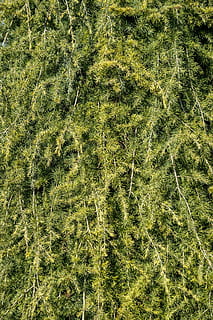 textură, verde, brebenoc, copac, ramură, pin, ace, plantă, creştere, natură, cadru complet, Culoarea verde, teren, zi, iarbă, fundaluri, liniște, camp, nici o persoana, vedere în unghi mare, frumusețe în natură, în aer liber, lumina soarelui, mediu inconjurator, peisaj, scenă non-urbană, 1080P, CC0, domeniu public, fără drepturi de autor