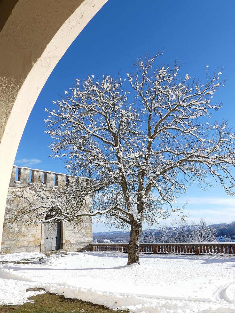 vinter, træ, sne, kold, vinterlige, plante, kold temperatur, himmel, arkitektur, bygget struktur, natur, blå, bygning udvendig, dag, afdeling, ingen mennesker, skyfri himmel, skønhed i naturen, bare træ, hvid farve, udendørs, 4K