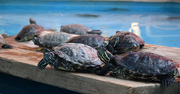 Tortuga, animales, agua, linda, naturaleza, fauna animal, cáscara, centrarse en primer plano, nadie, reptil, animal, material de madera, caparazón de animal, mar, temas de animales, animales en la naturaleza, día, grupo de animales, de cerca, comida y bebida, comida, marina, 5K, CC0, dominio público, libre de derechos