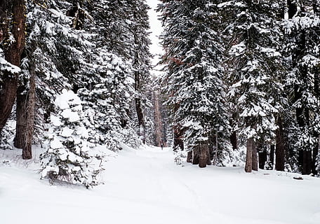 trees, covered, snow, green, pine trees, winter, white, tree, snowfall, wood, forest, frozen, cold, explore, travel, track, hike, christma, cold temperature, plant, land, beauty in nature, tranquility, white color, tranquil scene, covering, nature, scenics - nature, no people, non-urban scene, day, environment, growth, woodland, outdoors, pine tree, coniferous tree, snowcapped mountain, snowing, 4K, CC0, public domain, royalty free