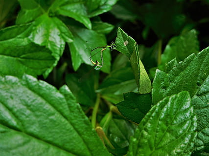 fulles, insectes, naturalesa, error, natural, volar, a l'aire lliure, full, planta, ala, part de la planta, color verd, creixement, primer pla, cap gent, dia, invertebrat, fauna animal, aigua, tirar, insecte, animal, bellesa a la natura, animals a la natura, temes d'animals, vena de la fulla, 4K, CC0, domini públic, lliure de regalies