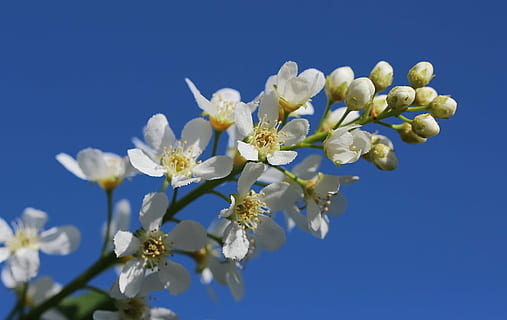 primavera, fiore, albero, natura, giardino, pianta, prato, Mela, vacanza, ramo, fiorire, petalo, bianca, testa di fiore, blu, stagione, freschezza, avvicinamento, pianta fiorita, bellezza nella natura, crescita, fragilità, cielo, Colore bianco, cielo sereno, vulnerabilità, nessuno, giorno, polline, fiore di ciliegio, ciliegio, 4K, CC0, dominio pubblico, privo di copyright