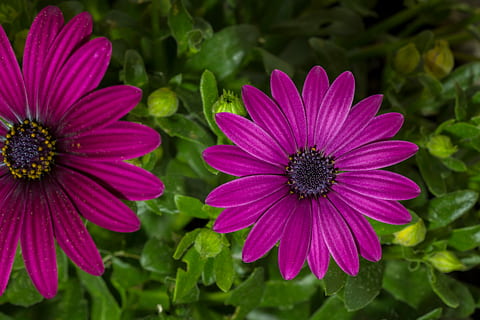 Due, viola, fiori petalo, fioritura, fiorire, fiore, giardino, vicino, pianta fiorita, fragilità, vulnerabilità, crescita, pianta, freschezza, bellezza nella natura, petalo, testa di fiore, infiorescenza, avvicinamento, osteospermum, colore rosa, natura, polline, giorno, nessuno, concentrarsi sulle conoscenze acquisite, 4K, CC0, dominio pubblico, privo di copyright