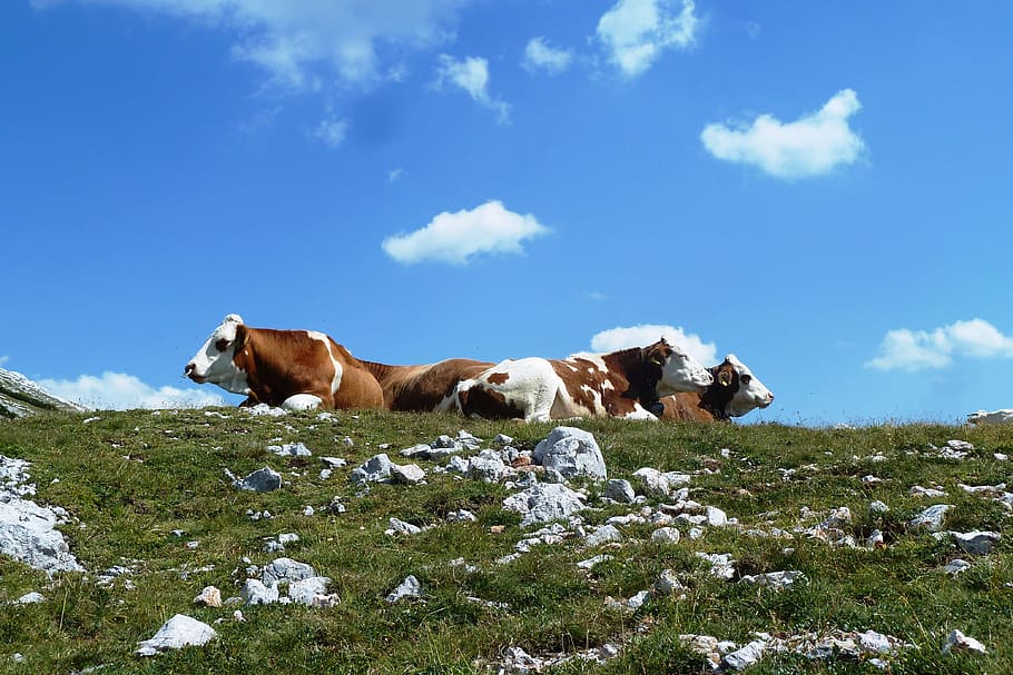 mucche, alpino, montagna, alm, escursioni a piedi, montagne, natura, animale, erba, mammifero, all'aperto, pascolo, prato, cielo, animali e animali domestici, paesaggio, mucca, estate, blu, nessuno, scena rurale, animali da fattoria, Paesaggi, cane, un animale, animali domestici, temi animali, domestico, gruppo di animali, nuvola - cielo, bestiame, vertebrato, campo, terra, erbivoro, 4K