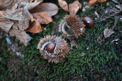 efterår, kastanje, Brun, bug åben, insekt, shell krydret, natur, skal tornet, træ, tør, mad, plante del, blad, plante, dag, mad og drikke, ingen mennesker, jord, nød, møtrik - mad, champignon, tæt på, høj vinkel visning, kastanje - mad, Mark, vækst, udendørs, blade, paddehat, tørret, 4K, CC0, offentligt domæne, royaltyfrie