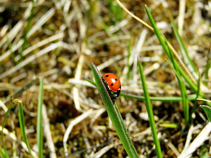 marieta, naturalesa, error, estiu, natural, petit, insecte, planta, animals a la natura, temes d'animals, animal, fauna animal, un animal, invertebrat, escarabat, centrar-se en primer pla, primer pla, dia, tacat, cap gent, herba, creixement, a l'aire lliure, color verd, fulla d'herba, 4K, CC0, domini públic, lliure de regalies