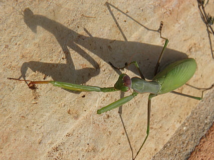 owad, Mantid, pluskwa, drapieżnik, Zielony, mantodea, żerowanie, dzikiej przyrody, Modliszka, zwierzę, Natura, tematy zwierzęce, zwierzęta na wolności, jedno zwierzę, zwierzęca przyroda, żadnych ludzi, zielony kolor, bezkręgowy, dzień, zbliżenie, światło słoneczne, na dworze, funkcja budowy ścian, roślina, cień, konik polny, część ciała zwierzęcia, 2K, CC0, domena publiczna, darmowe zdjęcia