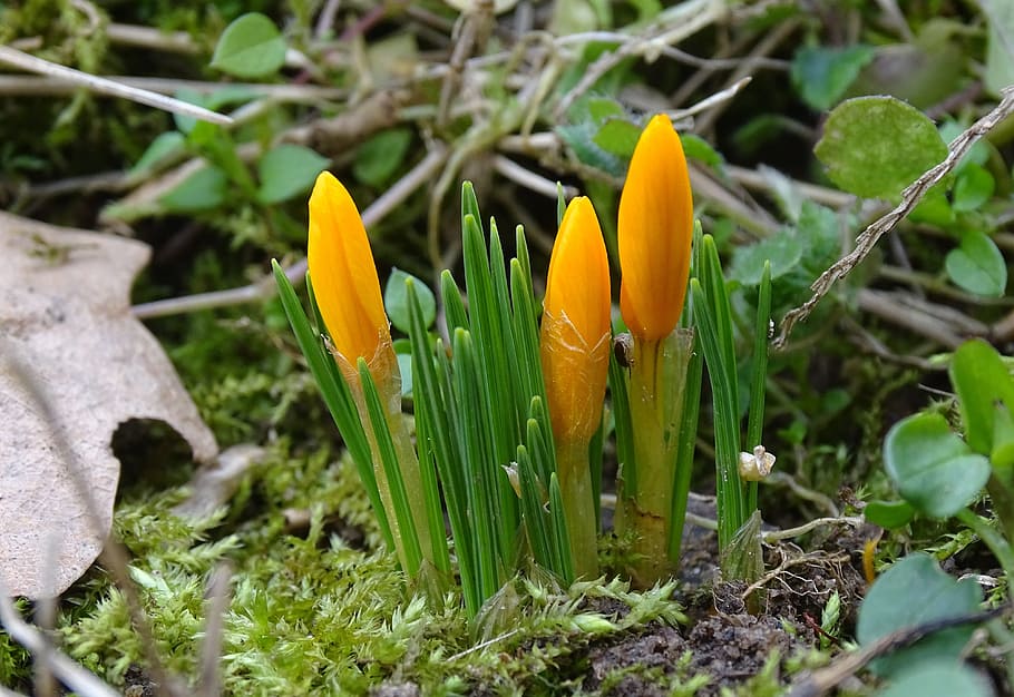 krokus, jaro, les, květiny, jarní květiny, rostlina, květ, kvetoucí rostlina, růst, zranitelnost, křehkost, svěžest, krása v přírodě, okvětní lístek, detail, nikdo, Příroda, květenství, žlutá, přistát, květu hlavy, den, zaměřit se na popředí, zelená barva, pole, venku, duhovka, 4K