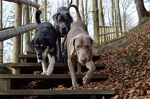 drei, Hund, Gehen, Fußweg, drei Hunde, weimaraner, Pack, Säugetier, inländisch, Tierthemen, Eckzahn, Haustiere, Tier, Gruppe von Tieren, Baum, Wirbeltier, Tag, Wald, keine Leute, Pflanze, Natur, Land, Kofferraum, Baumstamm, draußen, 1080P, CC0, gemeinfrei, lizenzfrei