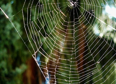 Spinnennetz, Spinnweben, Eiweiß, Dreh, Insekt, Netzwerk, Zerbrechlichkeit, Fokus auf den Vordergrund, Nahansicht, Verletzlichkeit, keine Leute, natürliches Muster, Komplexität, Tag, Tierthemen, wirbellos, Tier, Schönheit in der Natur, Spinne, Spinnentier, Natur, Muster, Gliederfüßer, draußen, ein Tier, Netz, konzentrisch, 2K, CC0, gemeinfrei, lizenzfrei