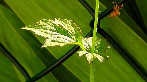 blad, træ, natur, hegn, plante, grøn, klatre, dyrke, fletning, grøn farve, vækst, dag, plante del, tæt på, skønhed i naturen, fokus på forgrunden, ingen mennesker, udendørs, sollys, jord, græs, ro, friskhed, sårbarhed, selektiv fokusering, urt, blade, palmblad, 2K, CC0, offentligt domæne, royaltyfrie