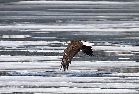 negre, calb, àguila, volant, àguila calba, raptor, ocell, naturalesa, salvatge, vol, americà, símbol, plomes, bec, dom, cel, majestuós, ales, depredador, aigua, animals a la natura, animal, temes d'animals, fauna animal, un animal, vertebrats, ales separades, rapinyaire, àguila - ocell, cap gent, moviment, dia, bellesa a la natura, ala dels animals, a l'aire lliure, 1080P, CC0, domini públic, lliure de regalies