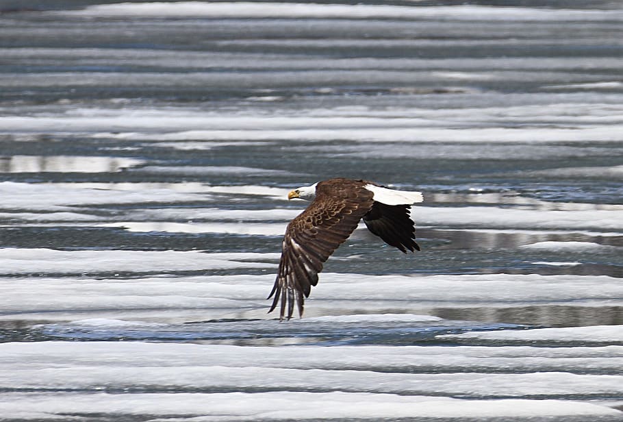 negre, calb, àguila, volant, àguila calba, raptor, ocell, naturalesa, salvatge, vol, americà, símbol, plomes, bec, dom, cel, majestuós, ales, depredador, aigua, animals a la natura, animal, temes d'animals, fauna animal, un animal, vertebrats, ales separades, rapinyaire, àguila - ocell, cap gent, moviment, dia, bellesa a la natura, ala dels animals, a l'aire lliure, 1080P