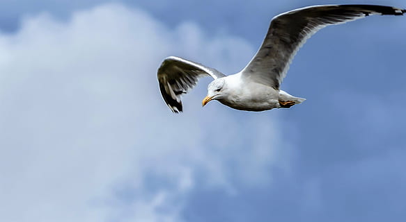 måke, flygning, fugl, himmel, på flukt, vinge, vannfugl, fly, natur, dyre temaer, dyr, dyr i naturen, dyreliv, flying, virveldyr, spre vinger, dyr kroppsdel, sky - himmel, ett dyr, dyrfløyen, lav vinkel visning, blå, ingen folk, dag, kopiere plass, utendørs, 1080P, CC0, offentlig domene, opphavsrett gratis
