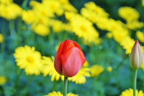 tulip, flower, red, spring, flowers, spring flowers, yellow flowers, bloom, plant, garden, nature, beautiful, summer, yellow, springtime, outdoors, field, beauty In Nature, multi Colored, flower Head, petal, flowering plant, freshness, fragility, vulnerability, inflorescence, close-up, growth, focus on foreground, plant stem, no people, day, flowerbed, 4K, CC0, public domain, royalty free