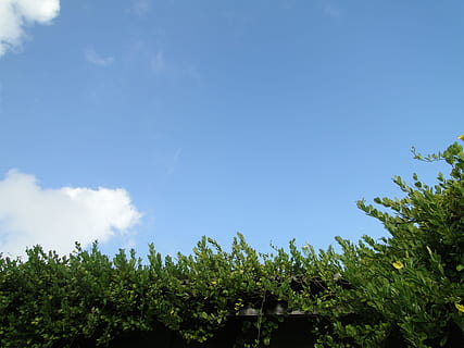 Himmelblå, skyer, løv, himmel, blå, grøn, miljø, natur, vejr, dag, himlen, landdistrikterne, luft, plads, idyllisk, naturskøn, solrig, planter, blade, grene, træ, grøn farve, sky - himmel, plante, vækst, skønhed i naturen, ingen mennesker, ro, kopiere plads, udendørs, lav vinkel visning, scenics - natur, jord, sollys, rolig scene, 2K, CC0, offentligt domæne, royaltyfrie