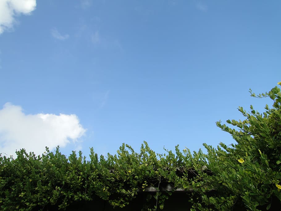 Himmelblå, skyer, løv, himmel, blå, grøn, miljø, natur, vejr, dag, himlen, landdistrikterne, luft, plads, idyllisk, naturskøn, solrig, planter, blade, grene, træ, grøn farve, sky - himmel, plante, vækst, skønhed i naturen, ingen mennesker, ro, kopiere plads, udendørs, lav vinkel visning, scenics - natur, jord, sollys, rolig scene, 2K