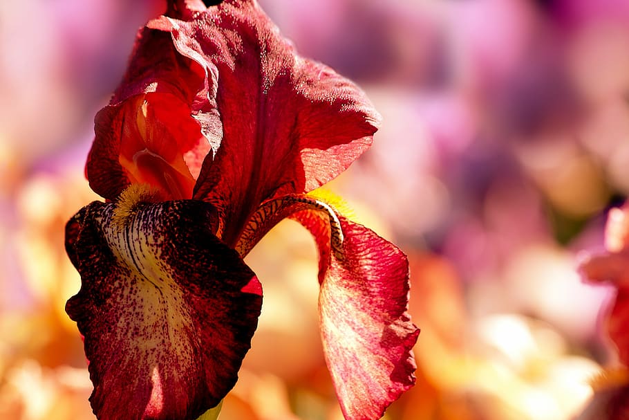 flor, jardí, estiu, primavera, naturalesa, flora, florir, planta, vermell, rosa, bokeh, parc, prat, botànica, inflorescència, brillant, fulles, colorit, licitació, color, espores, llum, sol, primer pla, planta amb flors, bellesa a la natura, pètal, frescor, fragilitat, vulnerabilitat, cap de flor, creixement, centrar-se en primer pla, enfocament selectiu, cap gent, a l'aire lliure, dia, marró, enfocament suau, 5K