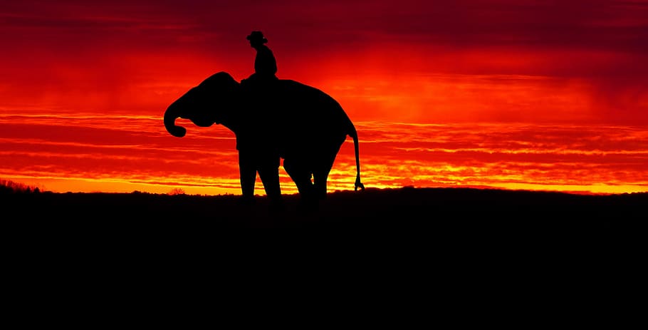 posta de sol, elefant, crepuscle, tarda, paisatge, cel, núvols, colors, contrast, silueta, de peu, color taronja, homes, núvol - cel, naturalesa, gent, adult, a l'aire lliure, vista del darrere, terra, comunicació, còpia espai, longitud completa, bellesa a la natura, dues persones, braços aixecats, extremitat humana, 2K
