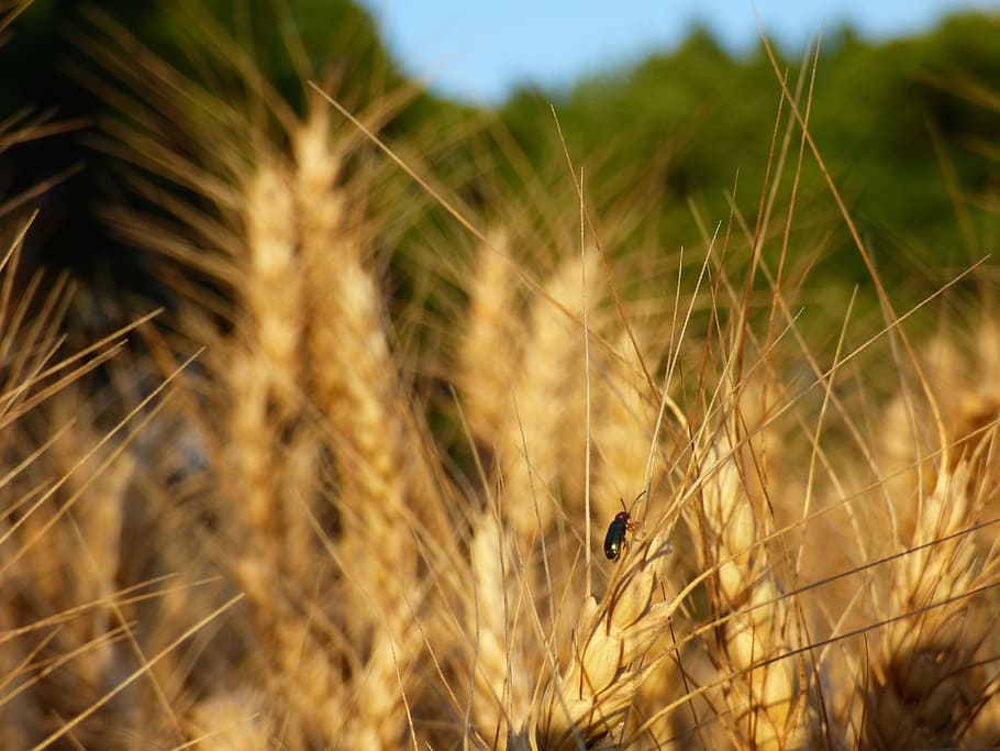 insecte, escarabat, cereal, blat dur, camp, naturalesa, agricultura, blat, planta de cereals, estiu, cultiu, escena rural, planta, granja, creixement, groc, cel, a l'aire lliure, menjar, color daurat, llavor, madur, sec, palla, cap gent, primer pla, llum solar, un animal, terra, animals a la natura, dia, bellesa a la natura, fauna animal, temes d'animals, enfocament selectiu, animal, paisatge, herba de Timoteu, 4K