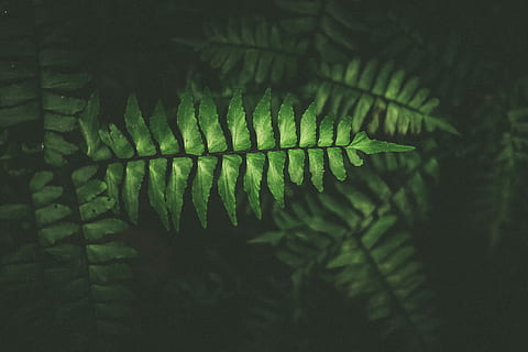 pianta a foglia verde, foto, verde, pianta di felce, pianta, foglia, modello, nero, buio, albero, nuovo, contrasto, colore, Plantum, astratto, tropico, ombra, struttura, botanica, vista aerea, terra, parte vegetale, colore verde, felce, natura, crescita, bellezza nella natura, nessuno, avvicinamento, giorno, all'aperto, foresta, concentrarsi sulle conoscenze acquisite, la tranquillità, freschezza, ramo, modello naturale, sfondi, albero di conifere, le foglie, 2K, CC0, dominio pubblico, privo di copyright
