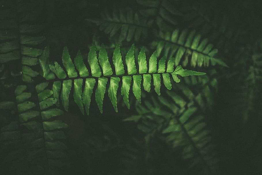 planta de fulla verda, foto, verd, planta de falguera, planta, full, patró, negre, fosc, arbre, nou, contrast, color, plantum, foscor, resum, tròpic, ombra, textura, botànica, vista aèria, terra, part de la planta, color verd, falguera, naturalesa, creixement, bellesa a la natura, cap gent, primer pla, dia, a l'aire lliure, bosc, centrar-se en primer pla, tranquil·litat, frescor, branca, patró natural, fons, arbre de coníferes, fulles, 2K