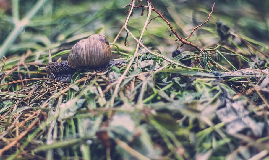 Marrone, lumaca, verde, leafed, pianta, selettivo, foto di messa a fuoco, erba, conchiglia, natura, ramoscello, terra, strisciare, giardino, mollusco, viaggio, mossa, sporco, catena alimentare, peste, gasteropode, avvicinamento, messa a fuoco selettiva, fauna selvatica, giorno, nessuno, animale, guscio di animale, parte vegetale, foglia, invertebrato, temi animali, campo, all'aperto, 4K