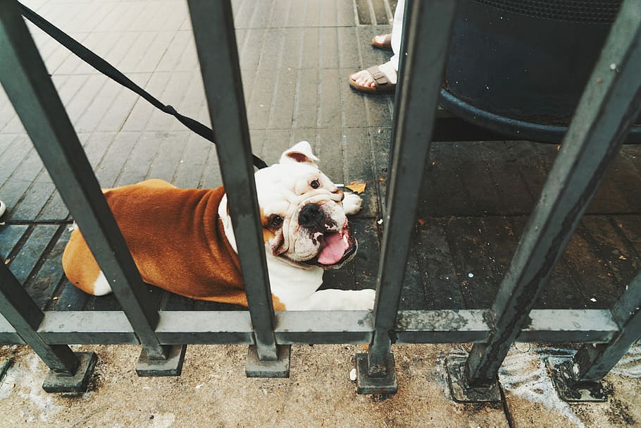 short-overtrukne, tan, hund, sidder, etage, Brun, hvid, amerikansk pitbull, grå, træ-, rækværk, indenlandske, husdyr, kæledyr, pattedyr, et dyr, dyre temaer, dyr, hunde, hvirveldyr, sæde, høj vinkel visning, ingen mennesker, stol, dag, metal, natur, sollys, udendørs, 5K