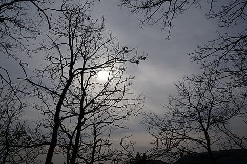 tåge, Sky, hav, sol, himmel, træ, lav vinkel visning, plante, afdeling, silhuet, bare træ, sky - himmel, natur, ingen mennesker, skønhed i naturen, ro, udendørs, scenics - natur, skumring, rolig scene, solnedgang, vækst, dag, træ baldakin, 4K, CC0, offentligt domæne, royaltyfrie