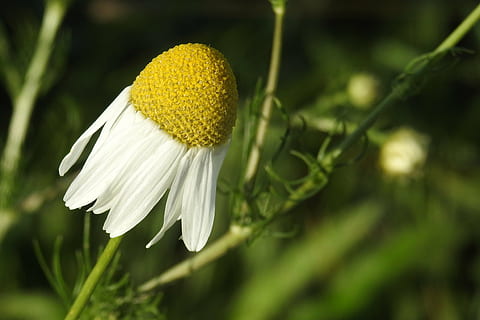 camamilla, flor de camamilla, composites, vora del camí, planta, bellesa a la natura, frescor, primer pla, flor, vulnerabilitat, fragilitat, planta amb flors, creixement, inflorescència, pètal, Color blanc, naturalesa, centrar-se en primer pla, cap de flor, color verd, cap gent, a l'aire lliure, dia, primavera, vista del perfil, 2K, CC0, domini públic, lliure de regalies