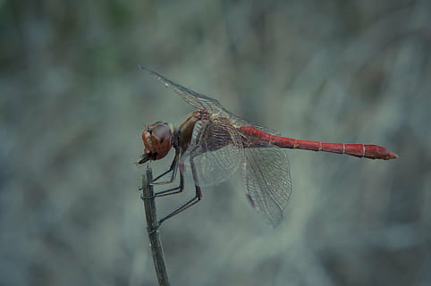 libellula, mangiare, volare, vicino, natura, insetto, preda, macro, insetto predatore, macrofotografia, natura selvaggia, datailaufnahme, animale, ala animale, avvicinamento, temi animali, invertebrato, fauna selvatica, animali allo stato selvatico, un animale, concentrarsi sulle conoscenze acquisite, giorno, nessuno, all'aperto, vista laterale, pianta, parte del corpo animale, rosso, lunghezza intera, 1080P, CC0, dominio pubblico, privo di copyright