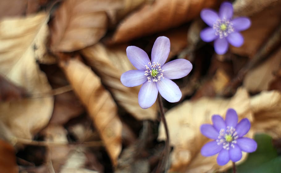 hepatica, flor, florir, primavera, planta amb flors, planta, frescor, bellesa a la natura, naturalesa, fragilitat, primer pla, vulnerabilitat, creixement, cap de flor, porpra, bellesa, pètal, medi ambient, a l'aire lliure, gent, menjar, perfumat, pol·len, 2K