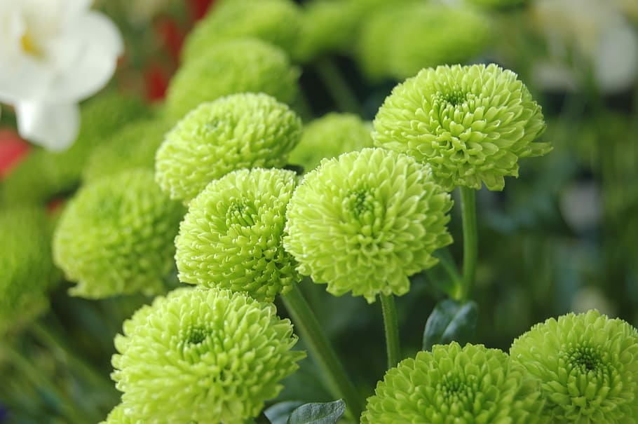 fiore, foglia, santini, fiori di primavera, primavera, colore verde, freschezza, avvicinamento, pianta, bellezza nella natura, crescita, pianta fiorita, nessuno, cibo e bevande, natura, fragilità, vulnerabilità, giorno, parte vegetale, petalo, testa di fiore, messa a fuoco selettiva, all'aperto, 2K