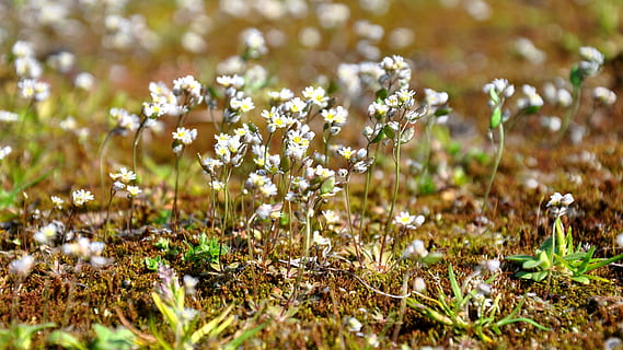 mose, blomst, natur, anlegg, vekst, ingen folk, blad, blomstrende plante, friskhet, skjønnhet i naturen, land, skjørhet, felt, sårbarhet, selektiv fokusering, nærbilde, dag, grønn farge, gress, utendørs, våren, mat, blomsterhodet, 2K, CC0, offentlig domene, opphavsrett gratis