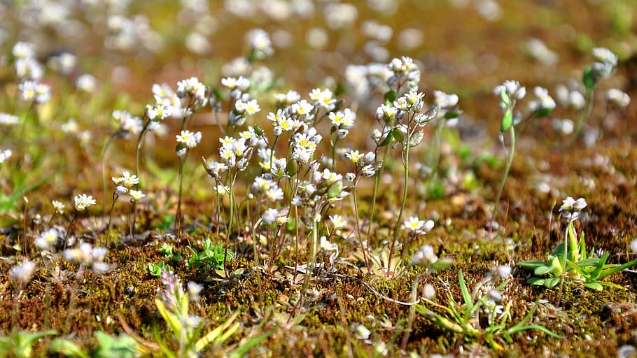 mose, blomst, natur, anlegg, vekst, ingen folk, blad, blomstrende plante, friskhet, skjønnhet i naturen, land, skjørhet, felt, sårbarhet, selektiv fokusering, nærbilde, dag, grønn farge, gress, utendørs, våren, mat, blomsterhodet, 2K