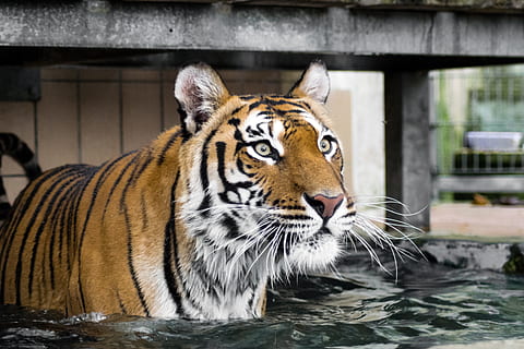 naranja, Tigre, agua, tiempo de día, depredador, gato, gato montés, Tigre siberiano, amurtiger, carnívoros, Gato grande, asilo de depredadores, animal, temas de animales, fauna animal, un animal, mamífero, felino, animales en la naturaleza, zoo, nadie, vertebrado, centrarse en primer plano, naturaleza, animales en cautiverio, día, al aire libre, bebida, cabeza de animal, gato no domesticado, bigotes, 5K, CC0, dominio público, libre de derechos