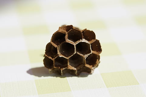 the hive, combs, empty, hexagon, hexagonal, close-up, no people, honeycomb, indoors, pattern, shape, focus on foreground, copy space, geometric shape, studio shot, still life, day, nature, animal, single object, food and drink, animal themes, brown, design, 5K, CC0, public domain, royalty free